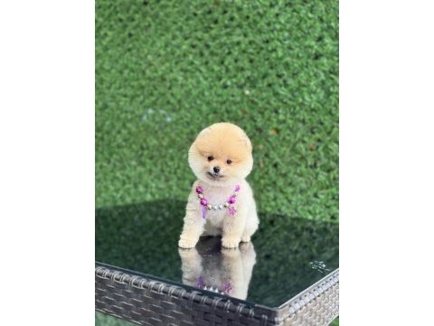 Show kalite pomeranian boo yavrular