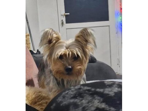 Terrier (yorkshire)