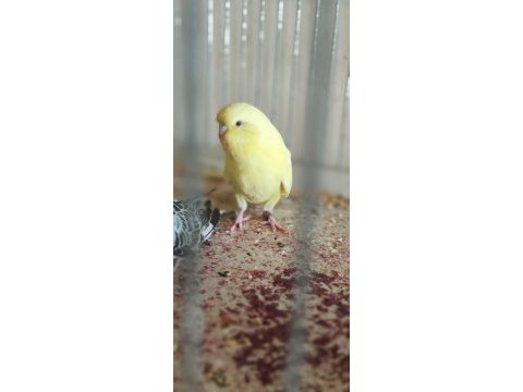 Yeme düşen muhabbet kuşu yavrular