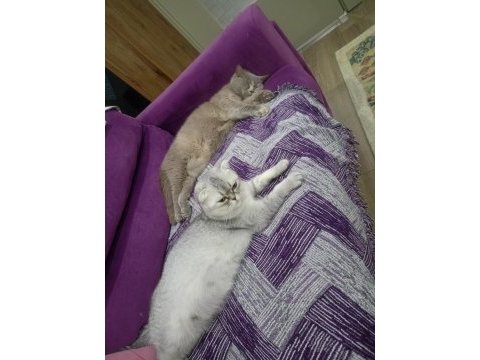 Scottish fold dişi kedi