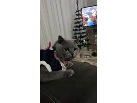 2 yaşında british prenses