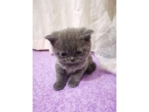 British shorthair 50 günlük