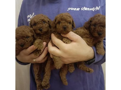 Safkan red brown toy kore poodle yavrular - üst kalite