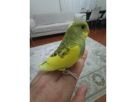 Sarı prenses muhabbet kuşu