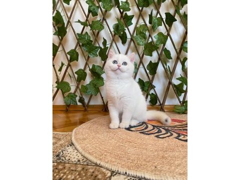 Golden ny1233 dişi british shorthair golden