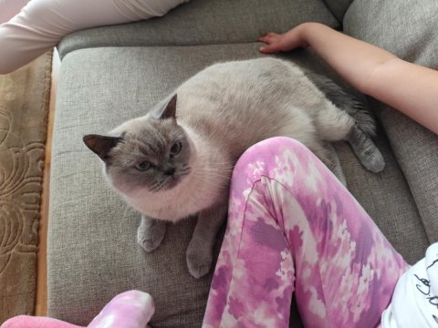 Saf kan british shorthair