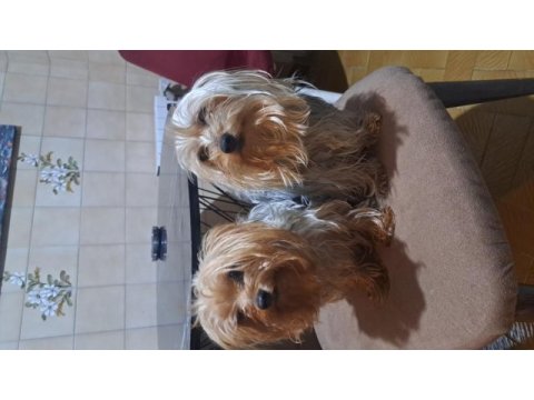 Yorkshire terrier 3 yaşında