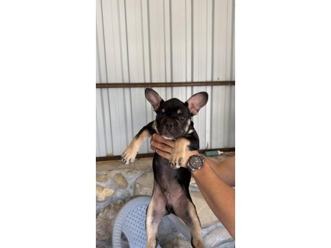 Black tan renk 3.5 aylık french bulldog