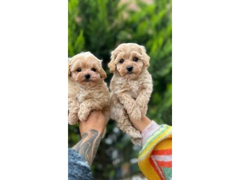 Karamel maltipoo teacup