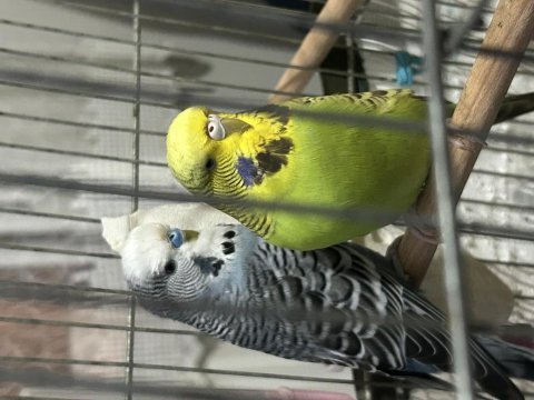 Show jumbo muhabbet kuşu