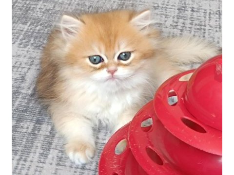 Muhteşem güzellikte golden british longhair yavrular
