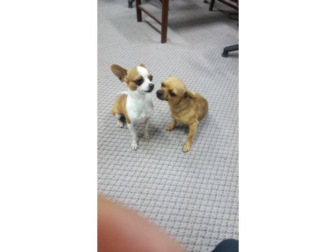 Cep köpeği şivava iki aylık yavru
