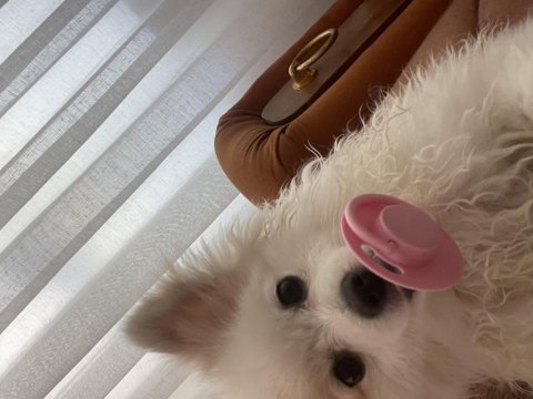 Pamuk prenses pomeranian