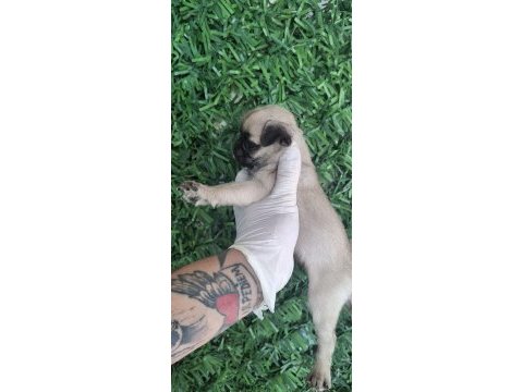 Güzel kaliteli pug yavrulara sahip olmak isteyenler için