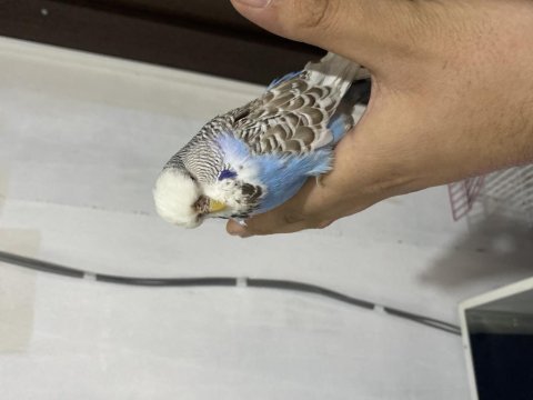 Takım jumbo muhabbet kuşu uyguna
