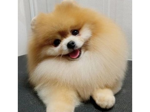 Pomeranian boo ırk garantili yavrular
