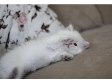 Anne baba şecereli tam bir asilzade british longhair