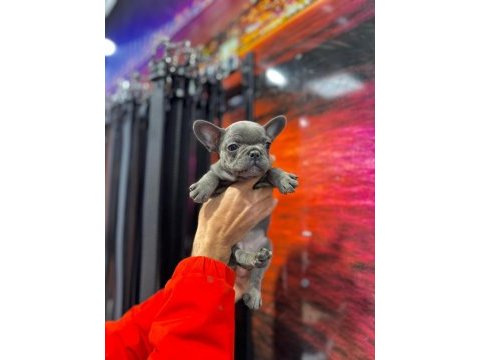 Kaliteli blue french bulldog