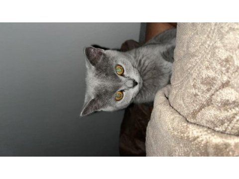3-4 aylık british shorthair evcil