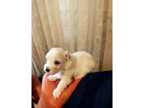 Maltese teacup yavru