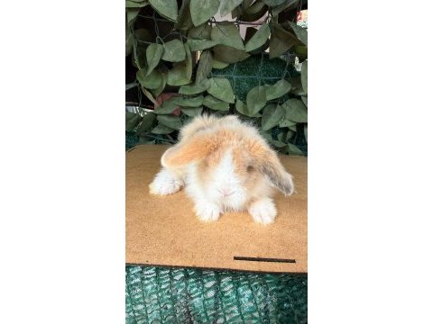 Hollanda lop ve cüce tavşan yavruları