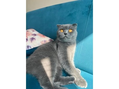 Scottish fold kedimizin adı nefes
