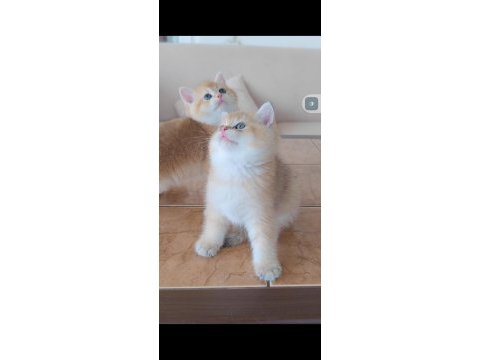 British shorthair kedileri