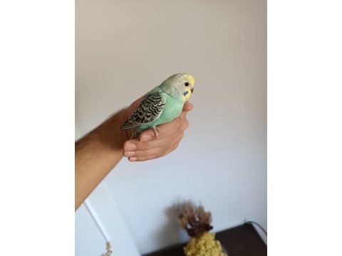 Ele alıştırmalık yeni sahibini bekleyen 3 kardeş yavru