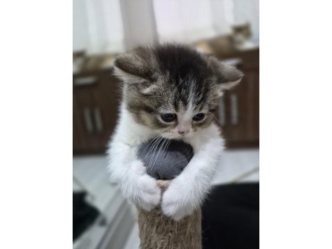 Kendi kedimin yavruları