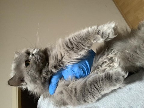 Show kalite safkan british shorthair yavrular