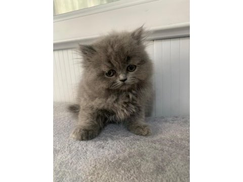 British longhair 55 günlük yavru