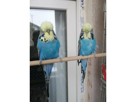 Sarı surat üst vasıf show jumbo takım muhabbet kuşu