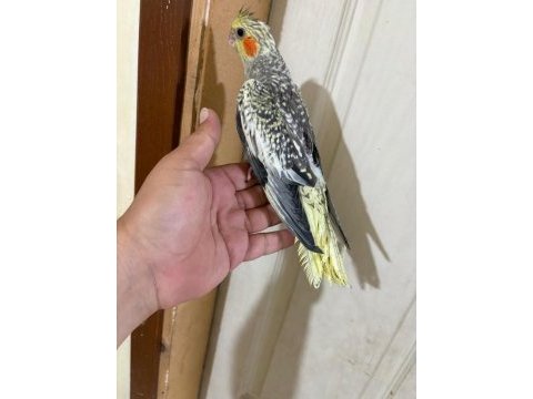 Evlere maskot 50 günlük sultan bebek
