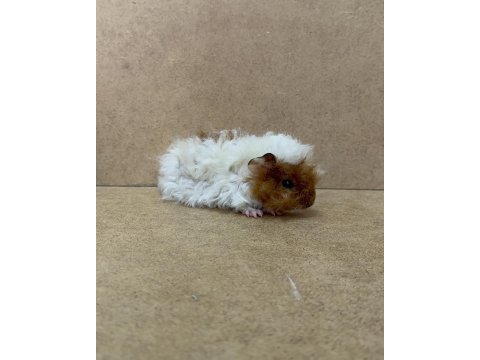 Ginepig yavrularımız gün içi gönderim sağlanmakta