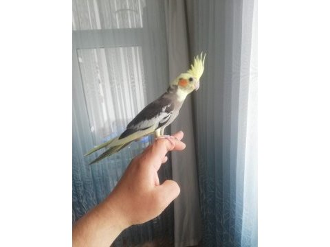 Ele alışkın 2,5 aylık sultan papağan yavruları