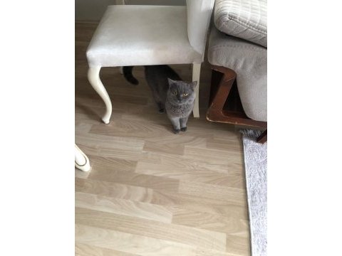 Erkek 1 yaşında british shorthair