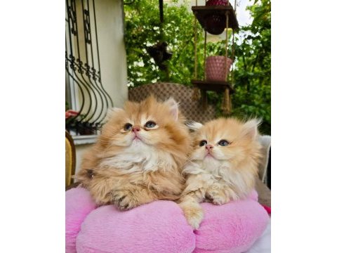 Kaliteli safkan british longhair