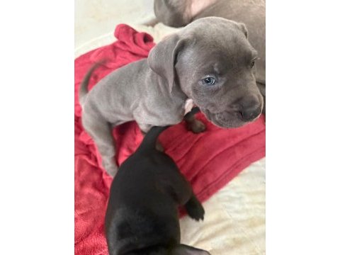 Sırbistan şampiyon torunları cane corso