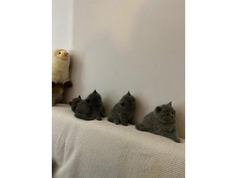 British shorthair 40 günlük yavrular 3 dişi ve 1 erkek