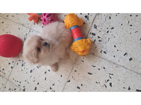 2 aylık yavru pekinez köpekler