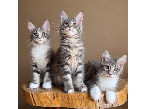 Muhteşem tipte maine coon yavruları