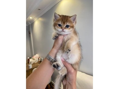 Golden british shorthair ay12 ve ny12 yavrular