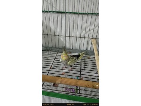 Erkek iki buçuk aylık yavru sultan papağanı