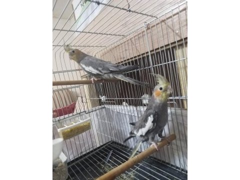 3 çift hazır esli sultan papağanı