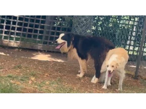 Border collie köpeğimiz için anlayan yazsın lütfen