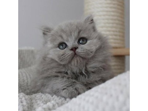 Gri tüy yumağı british longhair