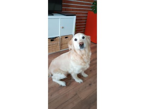 8 yaşında dişi golden retriever