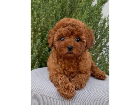 Kore kan red brown toy poodle