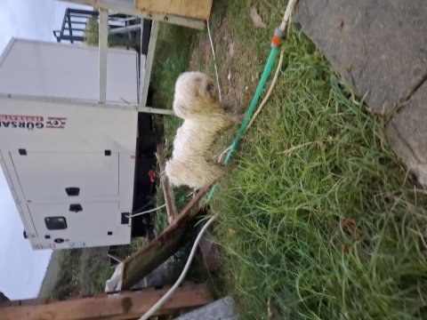 Güzel terrier kızımız