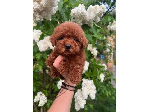 Toy poodle köpeklerimiz
